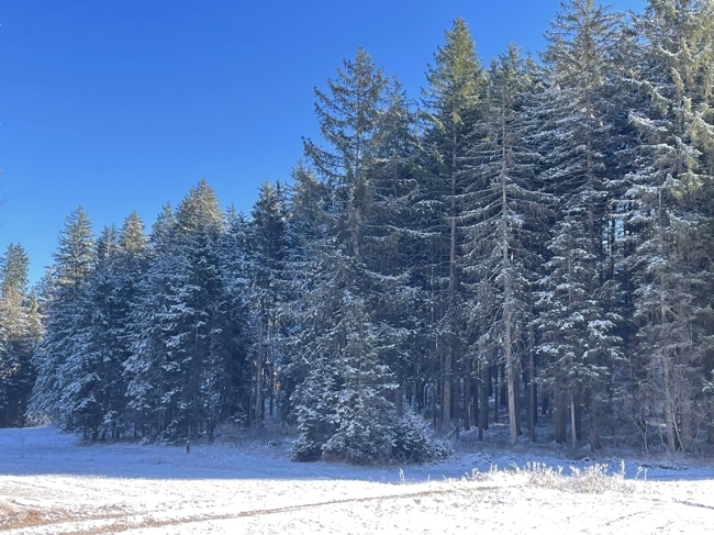 Blick zum Waldstück