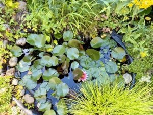kleiner Teich