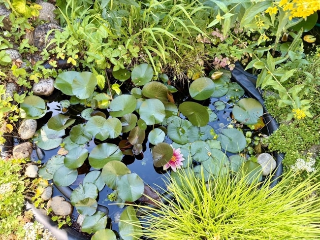 kleiner Teich