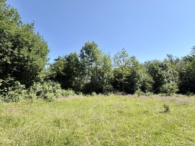 Nachbar-Grünfläche - Ruhe und Idylle
